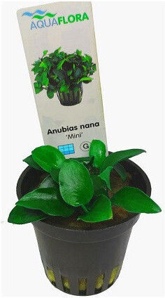 Aquaflora Anubias Barteri Var Nana Mini Pot