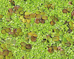 Live Aquarium Pond Floating Plants Salvinia Minima Cup