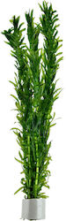 Stoffels Egeria Densa Bund