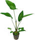 S.i Anubias Hastifolia Mp