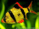 Systomus Tetrazona Tiger