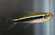 Hyphessobrycon Herbertaxelrodi M