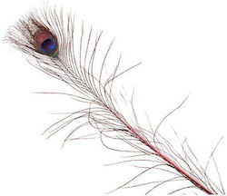 Peacock Feathers Set/6 100cm Red