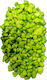 Pietriș decorativ pentru acvariu, lime, 200g
