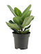 Ficus 'audrey' 14cm