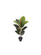 Rubber Tree Real Touch Potted Plant H70cm 6/Box 04-20007 18823
