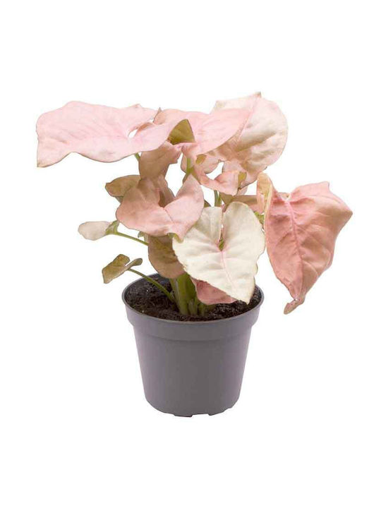 Syngonium 'neon' 6cm Syngonium 'neon' 6cm