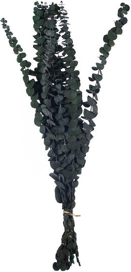 Dried Eucalyptus RT190