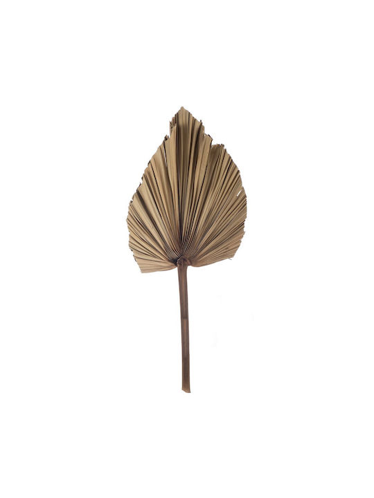 Αποξηραμενο Palm Leaves Ρτ188