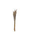 Dried Wheat Rt187