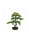 Bonsai Cypress Tree Pot 73x42x85cm 1/2box