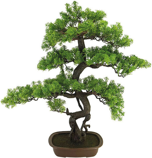 Bonsai Cypress Tree Pot 73x42x85cm 1/2box