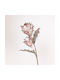 Flower Branch Foam Protea Beige-Red 26x100cm Pack of 2 Pieces
