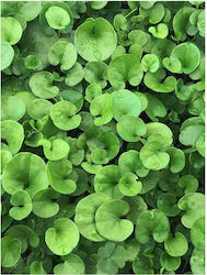 Saatgut Dichondra 1kg