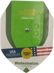 Royal Queen Seeds Watermelon 1 Seed Royal Queen Seeds Watermelon 1 Seed
