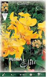 Canna Galben Lucifer 818370 1 Buc