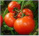 Saatgut Tomate Bella Alma F1