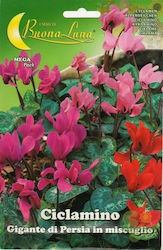 Cyclamen Гигантски Персийски 0,01гр