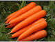 Carrot Nantes Forto Ug Seeds 500gr