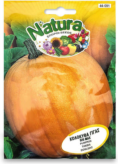 Giant Pumpkin Seed Big Max Natura