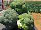Semințe Broccoli Triton F1 10000 Buc