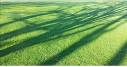 Gazon-Saatgut Schatten