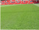 Semințe Gazon Rezistent Wembley