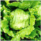 Salată Verde Tip Iceberg Brisamar Conservă 5000 Plicuri