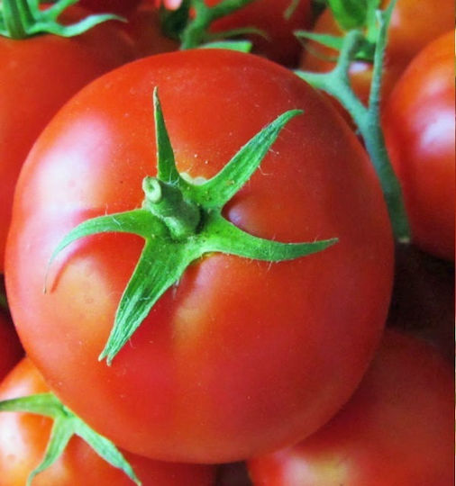 Tomato Seed Pomodoro Saint Pierre 1gr Variety Late Climbing Plants Are Robust Medium Growth Dense Foliage Fruits Have Large Size 250 To 300 G Very Juicy Tasty Very Productive 12795