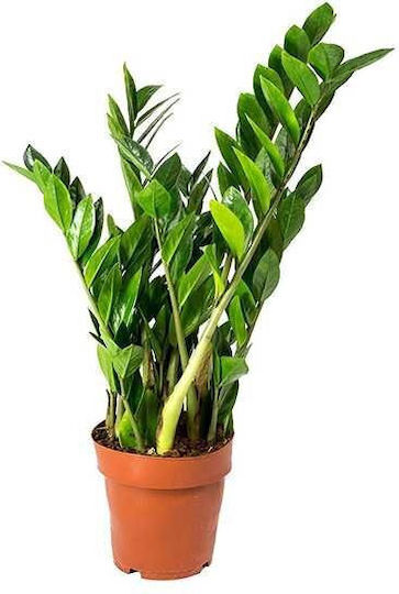 Zάμια Zamioculcas Zamiifolia Υ:40cm Ø12cm