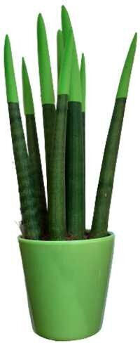 Sansevieria Cylindrische Grüne Keramik Topf Höhe: 33cm Ø10cm