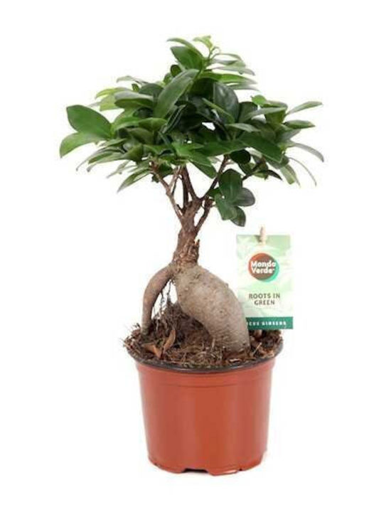 Φίκος Ficus Ginseng Bonsai Υ:30cm Ø17cm