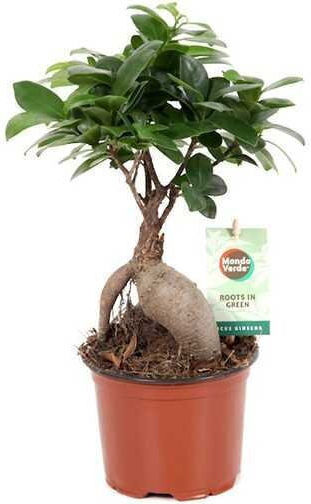 Φίκος Ficus Ginseng Bonsai Υ:30cm Ø17cm