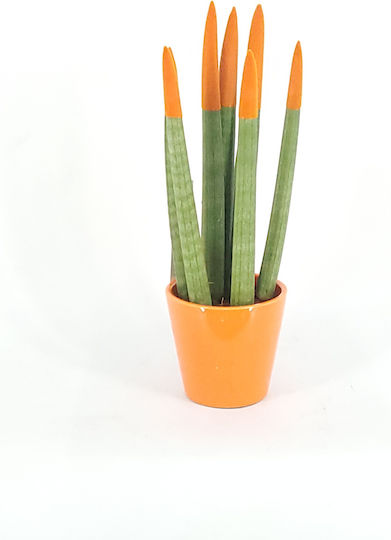 Sansevieria Цилиндрична Оранжева Sansevieria Цилиндрична Оранжева