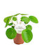 Πιλέα Pilea Peperomioides