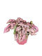 Hypoestes Phyllostachya Pink