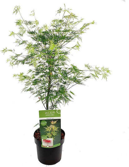 Acer 'Emerald Lace' 19см