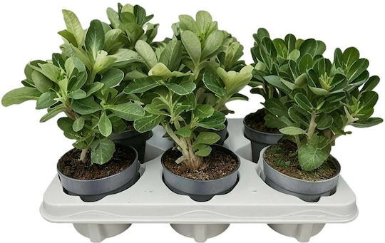 Adenium Obesum 11cm
