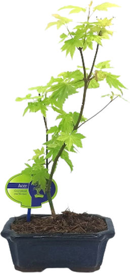Japanese Plane Tree Acer Palmatum Orange Dream Clay Pot