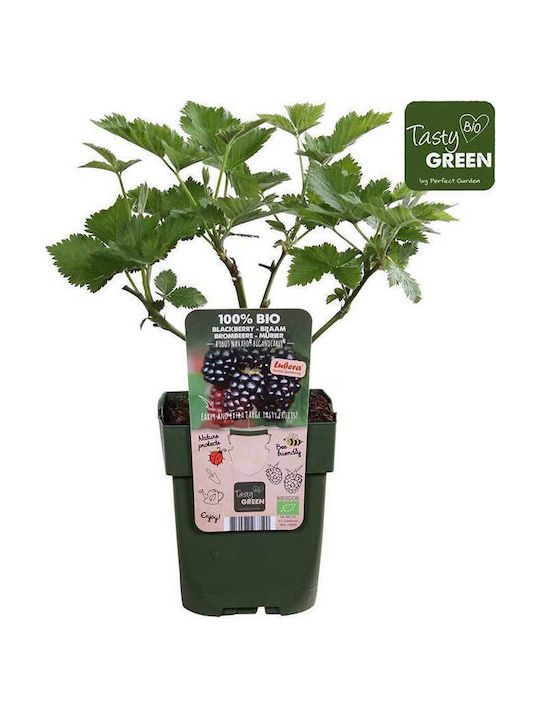 Rubus Navaho Bigandearly Bio 13cm Rubus Navaho Bigandearly Bio 13cm
