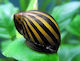 Ζωντανα Σαλιγκαρια Ενυδρειου Ζεμπρα Freshwater Snail Zebra Nerite Snail 1.6 2.0cm