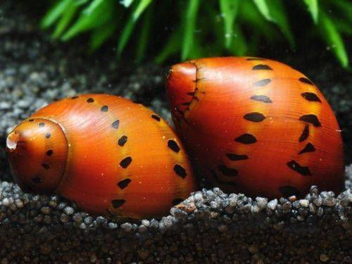Live Aquarium Snails Red Tiger Freshwater Snail Tiger Red Spotted Nerite Snail Neritina Natalensis 2-2.5cm