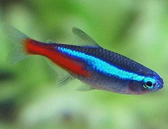 Ζωντανα Ψαρια Ενυδρειου Neon Tetra Amazon Mini Paracheirodon Innesi Neon Tetra 2.5cm