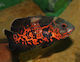 Live Aquarium Fish Lf Amazon Cichlids Astronotus Ocellatus Oscar Red Tiger 8-9 Cm