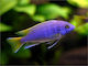 Pseudotropheus Acei Luwala 6-7cm