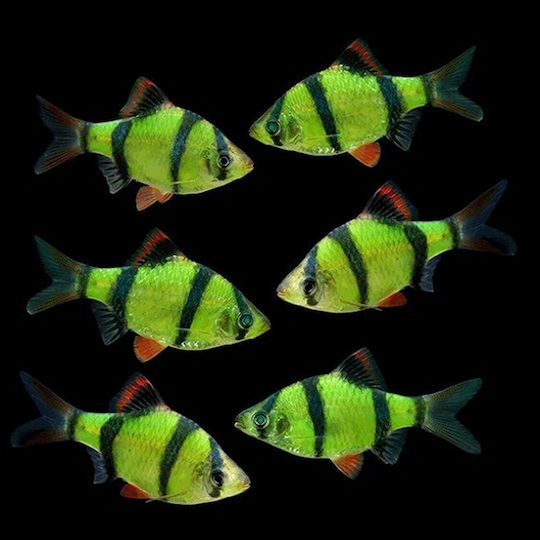 Pești De Acvariu Lf Asian Rivers Barbodes Tigru Barb Verde Electric Strălucitor 4.5 Cm