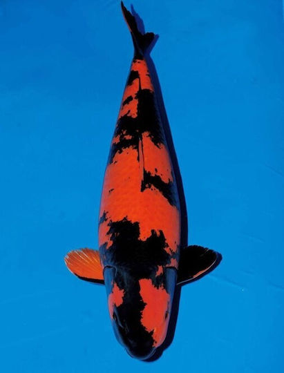 Живи Риби За Аквариум Koi Cyprinus Carpio Japan Koi Hi Utsuri 18-20 См