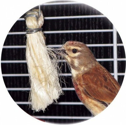 So That Canaries Do Not Pluck Sisal Fiber 1032054