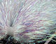 Synthetic Fibers Saltwater Angel Hair Pearl Sybai