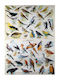 Χάρτης Πτηνά Ελλάδας Πανόδετος 90x120 Cm